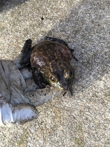 trenchless sewer repair mascot